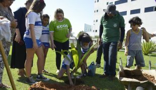 ecos_em_plantio_de_arvore_medicinal_04